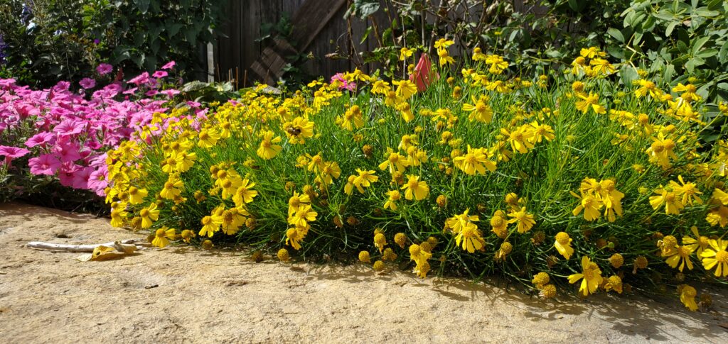 Dakota Gold sneezeweed