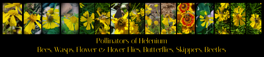 pollinators of sneezeweed