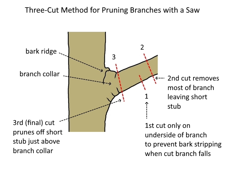 pruning diagram