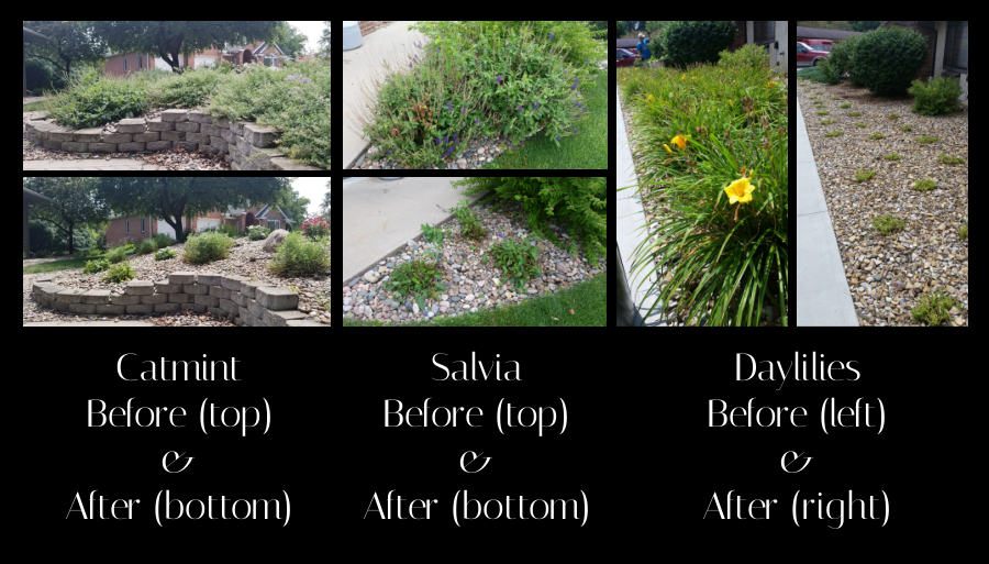 perennial rejuvenation