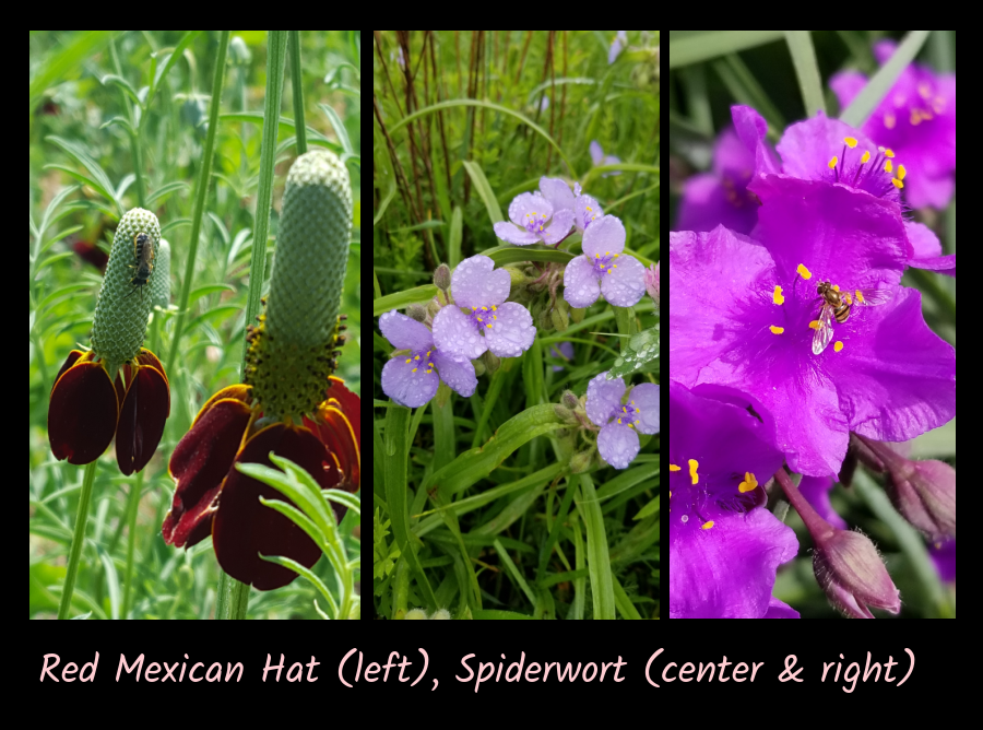 spiderwort and Mexican hat for the cottage garden
