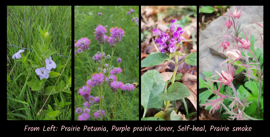 plants for the cottage garden