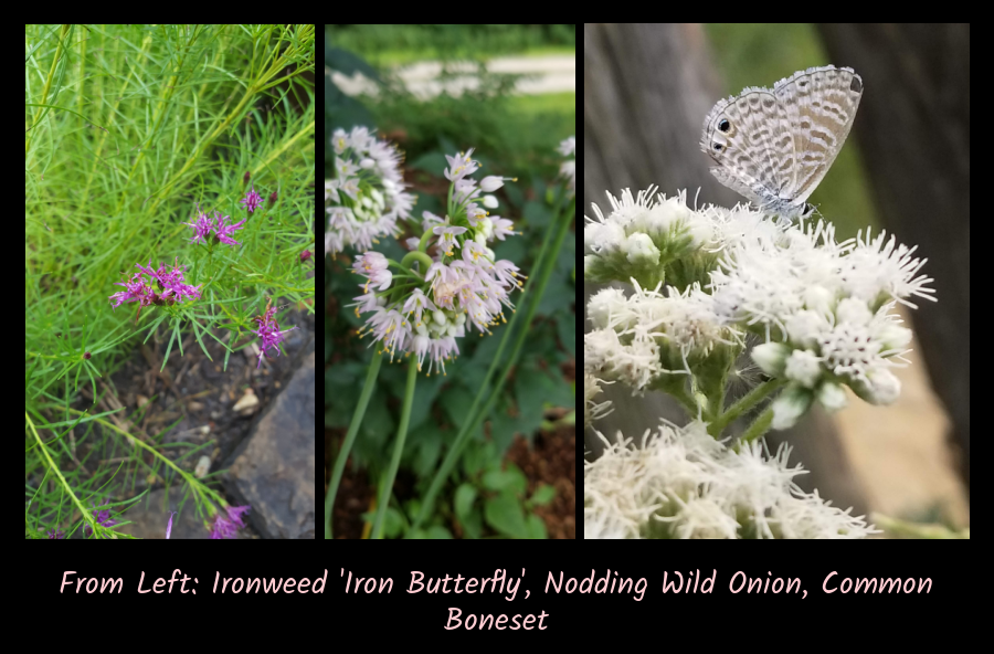 plants for a cottage garden