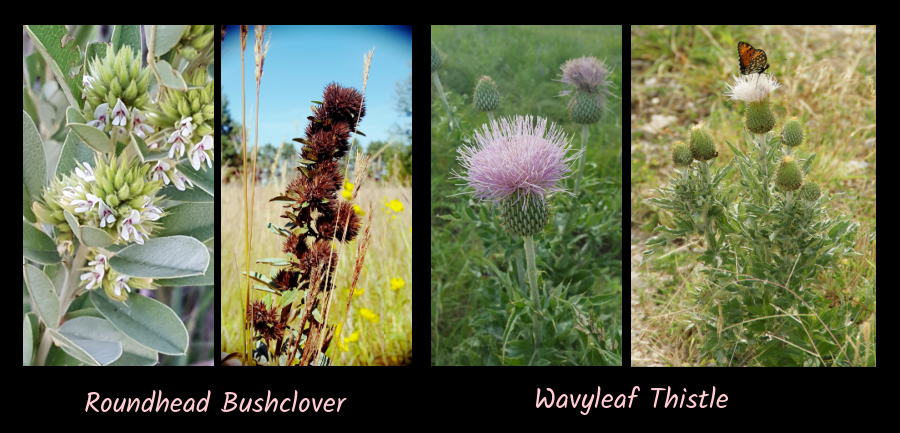 wavyleaf thistle