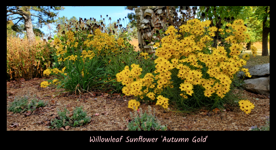 willowleaf sunflower in the cottage garden