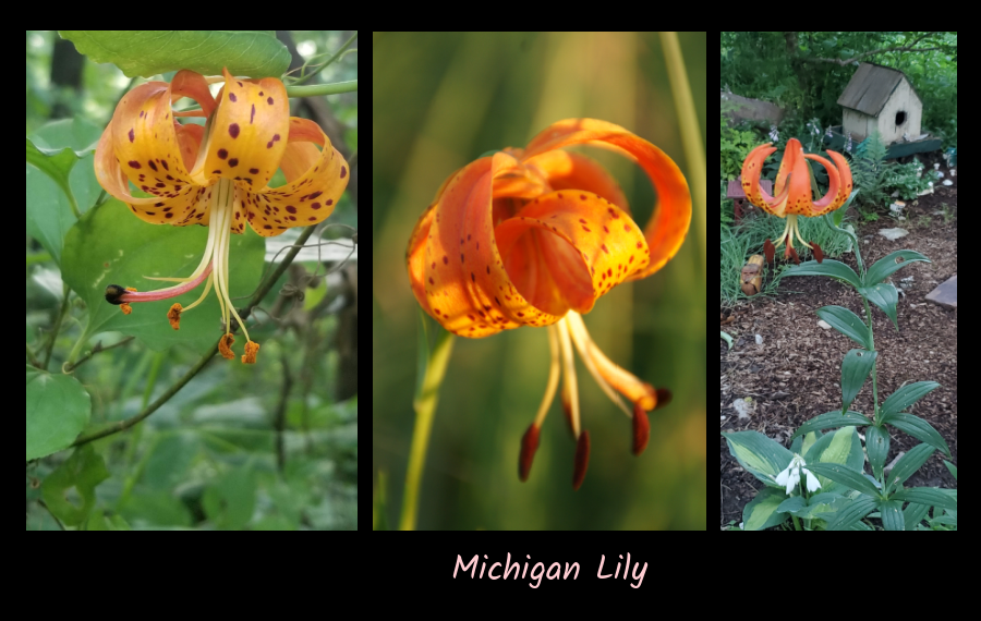 Michigan lily