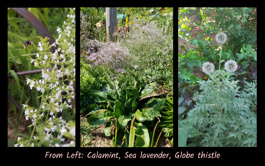 plants for the cottage garden