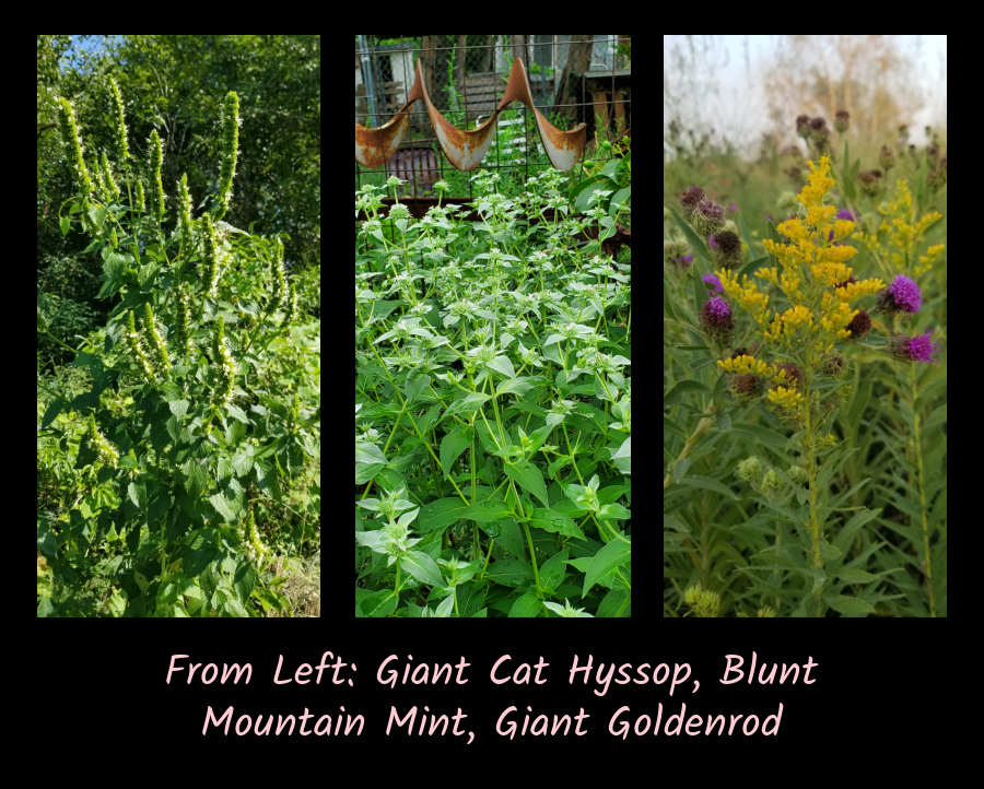 giant cat hyssop