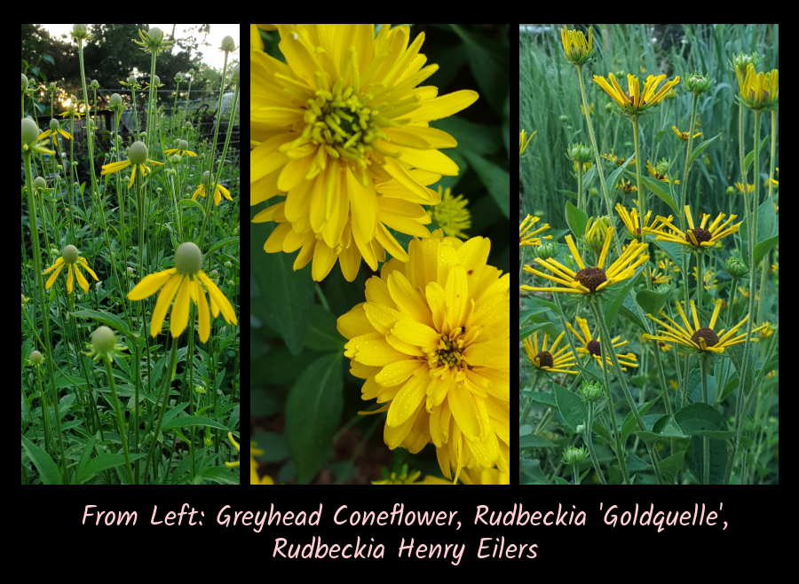 rudbeckias