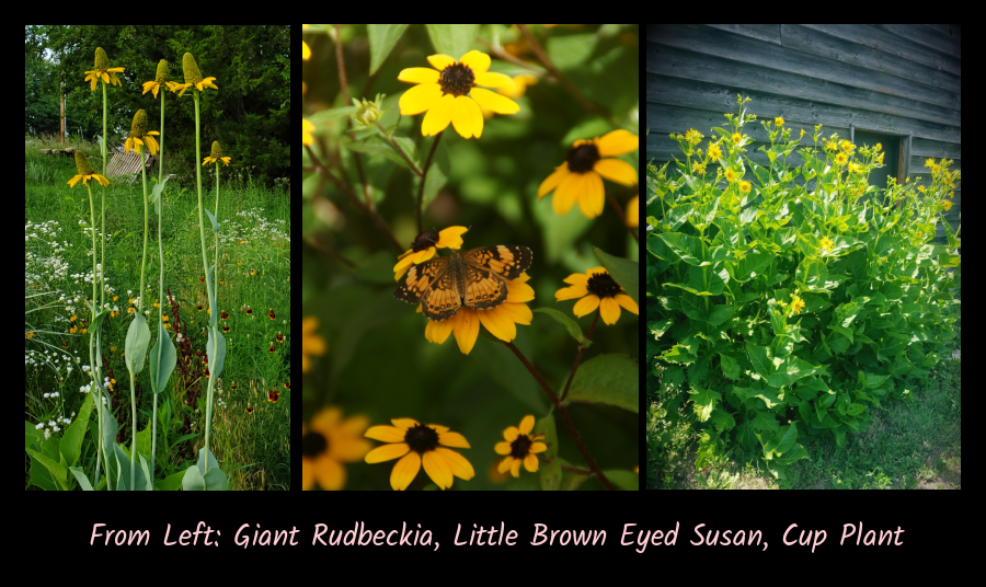 yellow flowers for the cottage garden