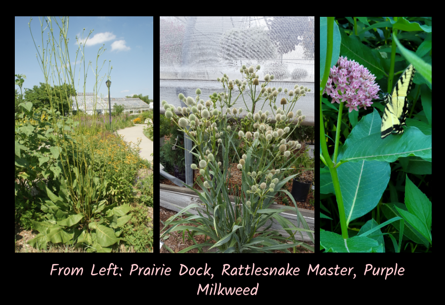 prairie dock and rattlesnake master