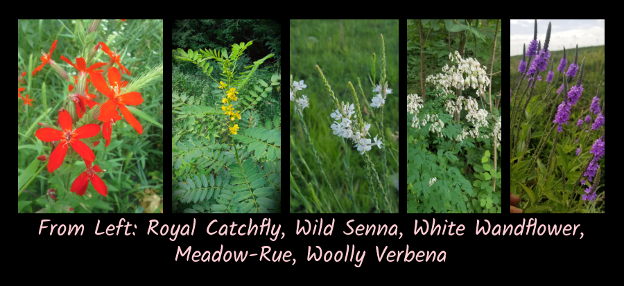 natives for the cottage garden