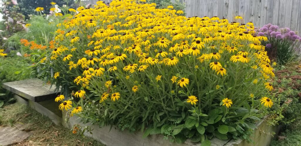 Rudbeckia American Gold Rush