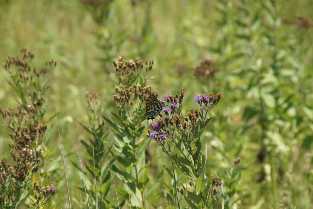 ironweed native plants