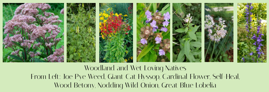 shade and wet loving natives