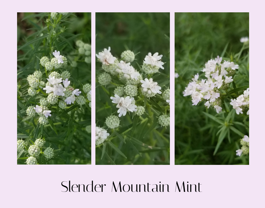 slender mountain mint