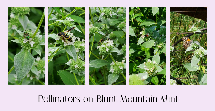 Pycnanthemum muticum