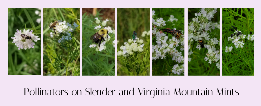 mountain mint pollinators