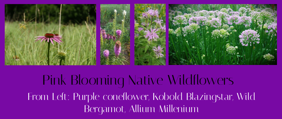 pink blooming native wildflowers