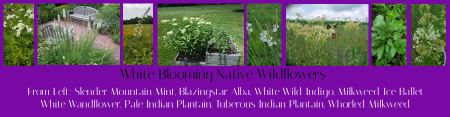 white flowering native wildflowers