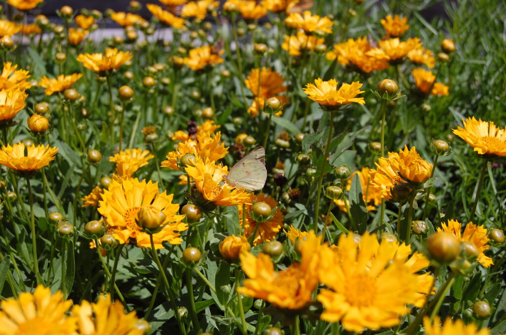 Jethro Tull coreopsis