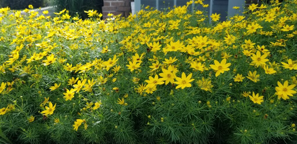 Coreopsis Zagreb
