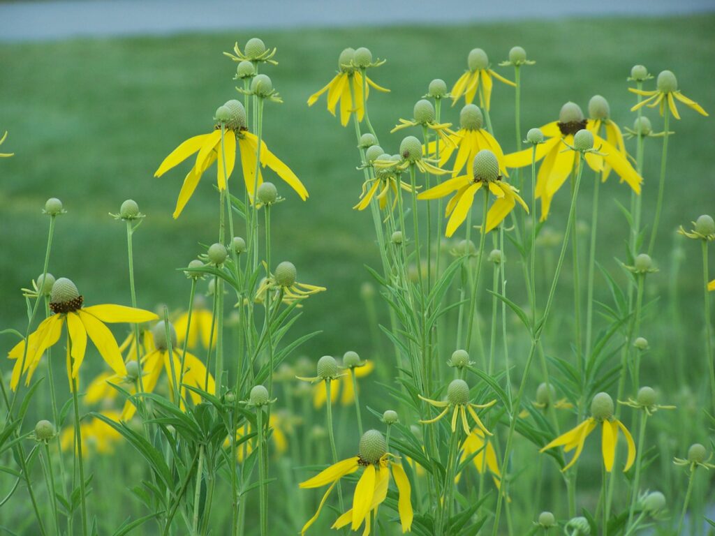 greyhead coneflower