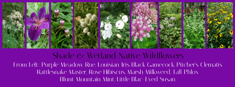 wetland and shade loving wildflowers