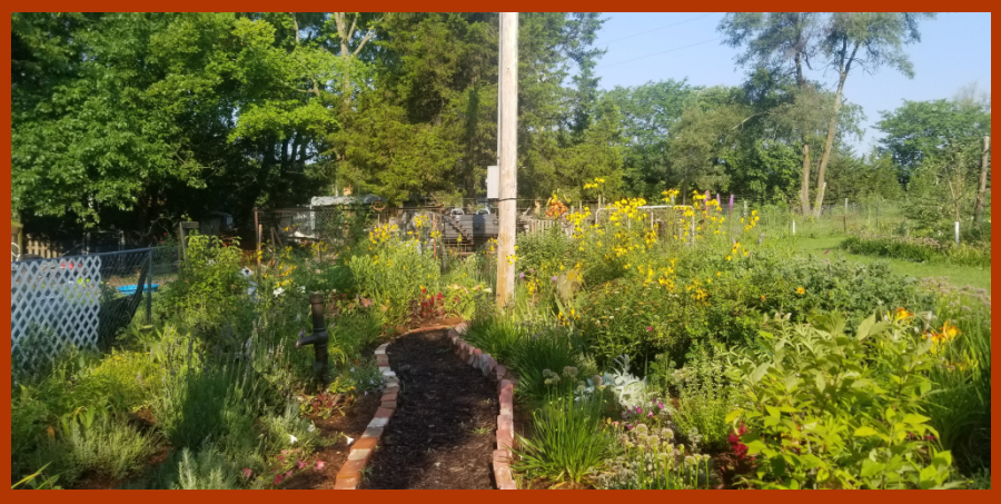 the author's butterfly garden