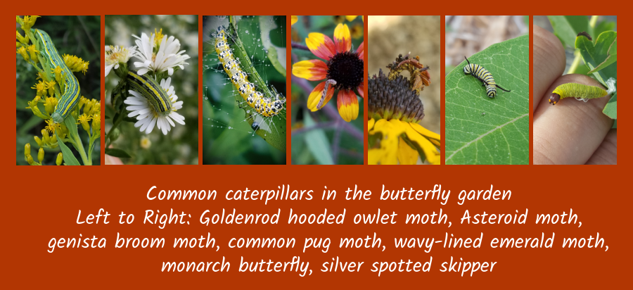 common caterpillars in the garden