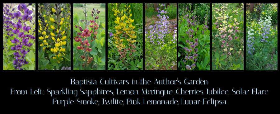 baptisia cultivars