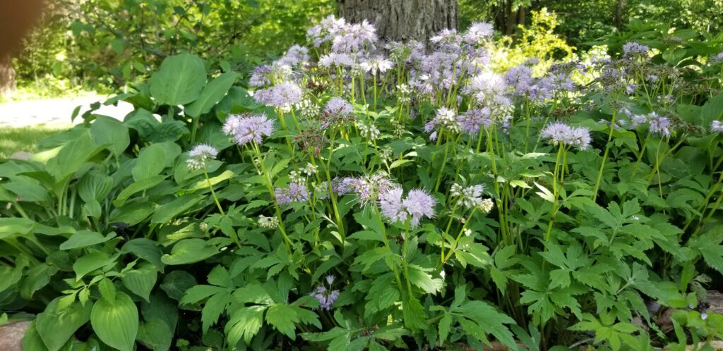 Virginia waterleaf