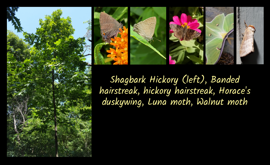 shagbark hickory