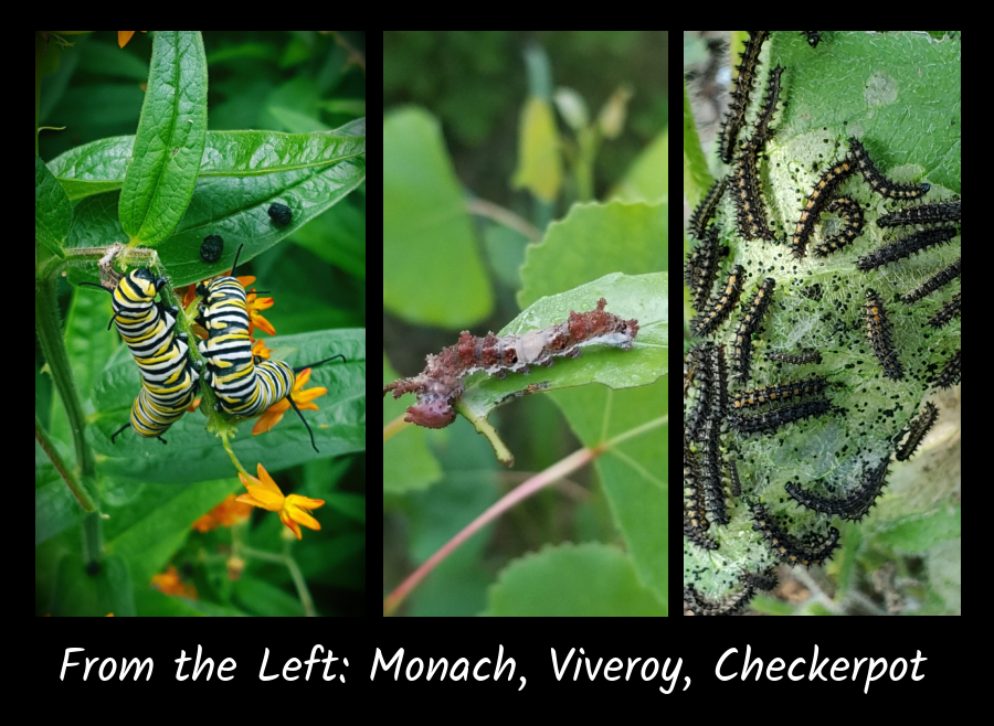common caterpillars in the author's garden