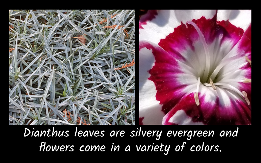 Dianthus leaves