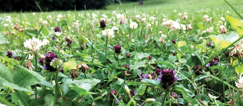 clover lawn