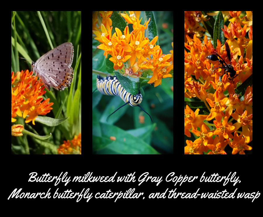 butterfly milkweed