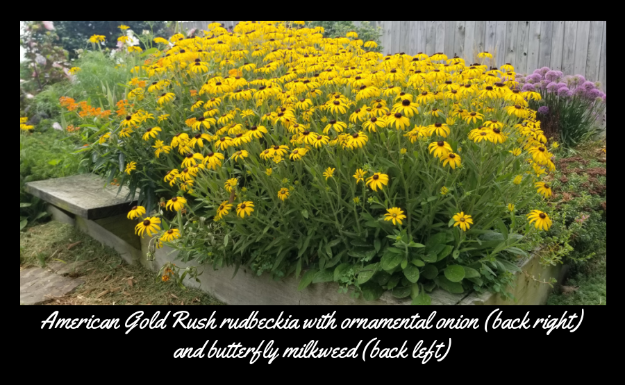 rudbeckia American gold rush