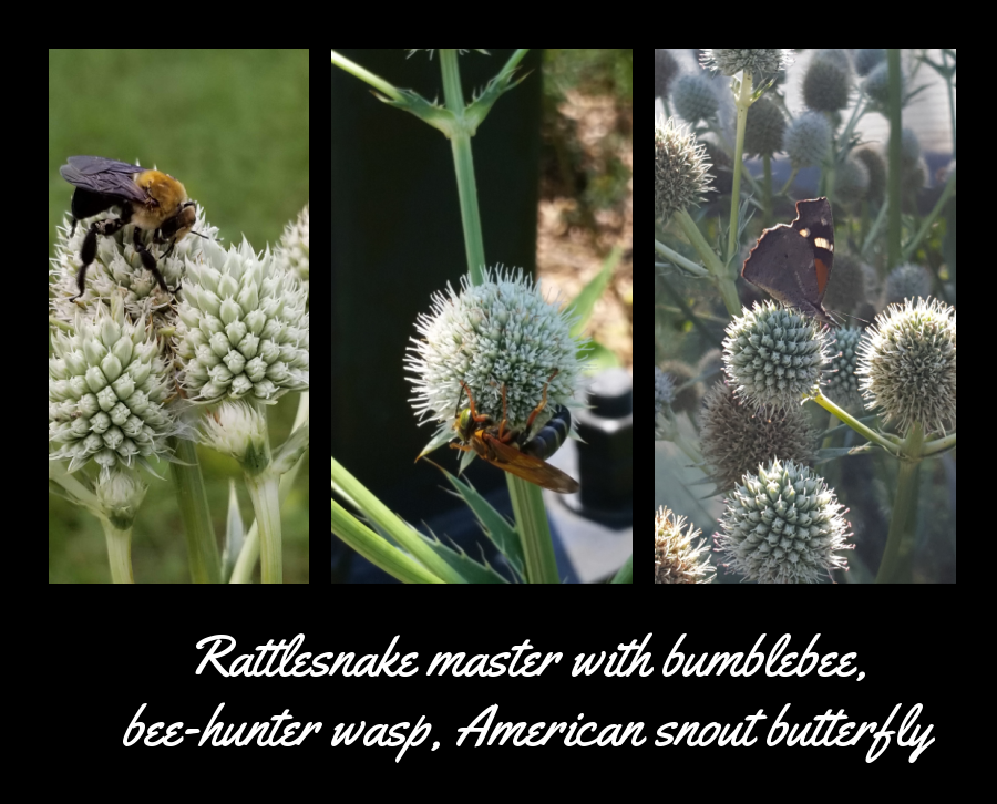rattlesnake master