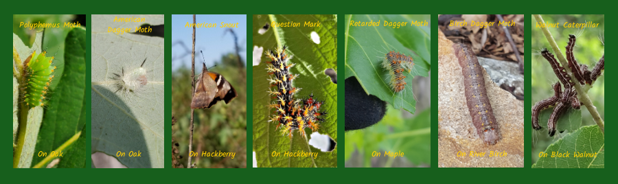 hardworking native trees