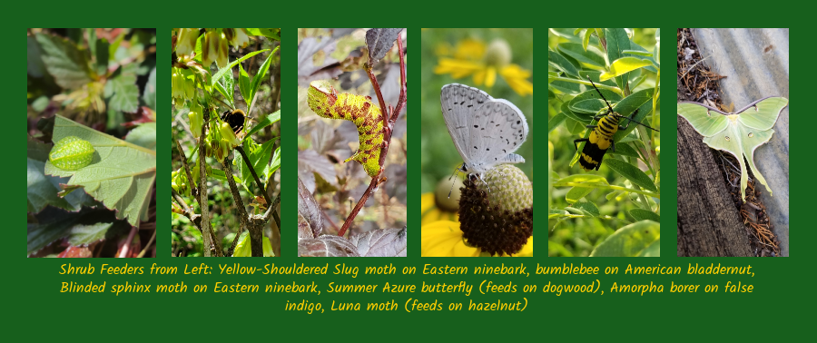 hardworking native shrubs