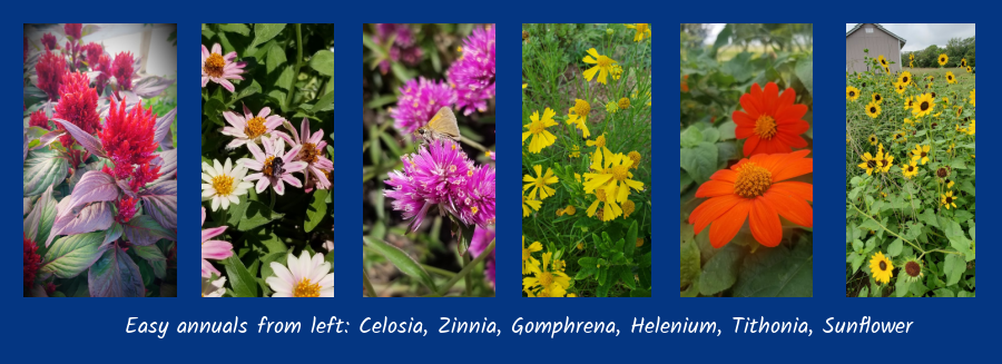 sun annuals for new gardeners