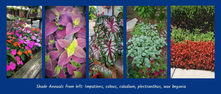 shade loving annuals