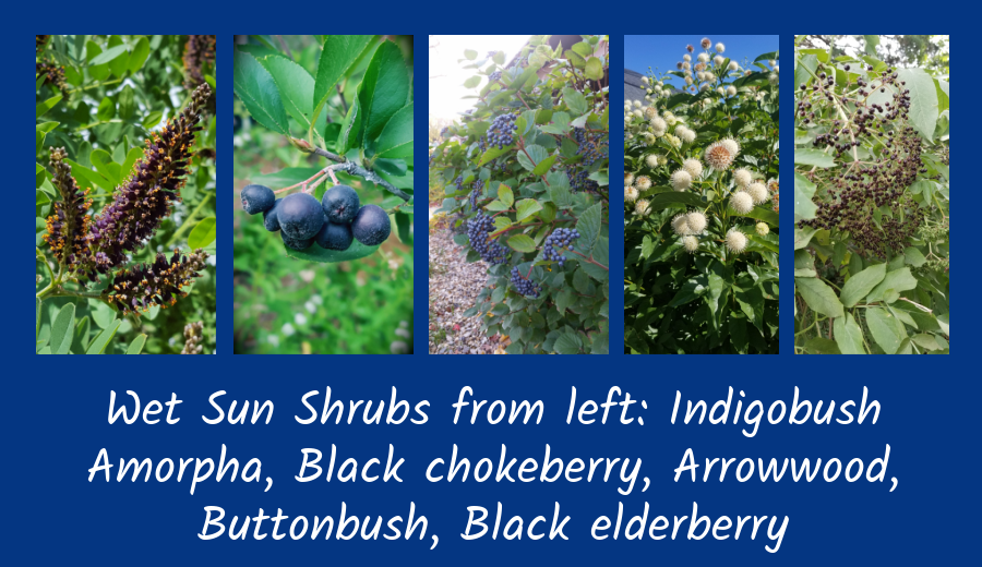 wet sun shrubs