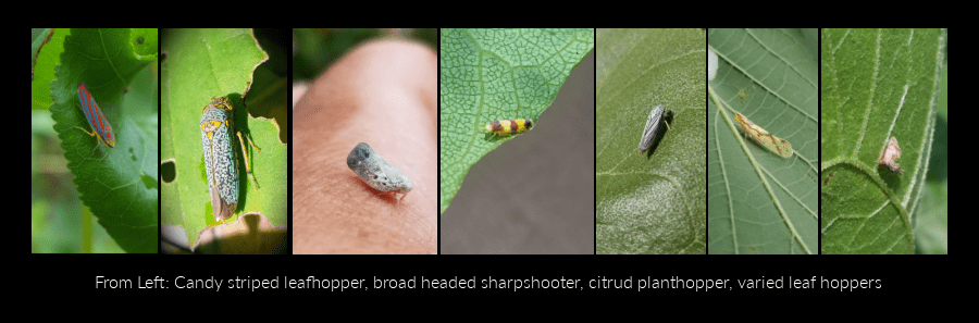 planthoppers