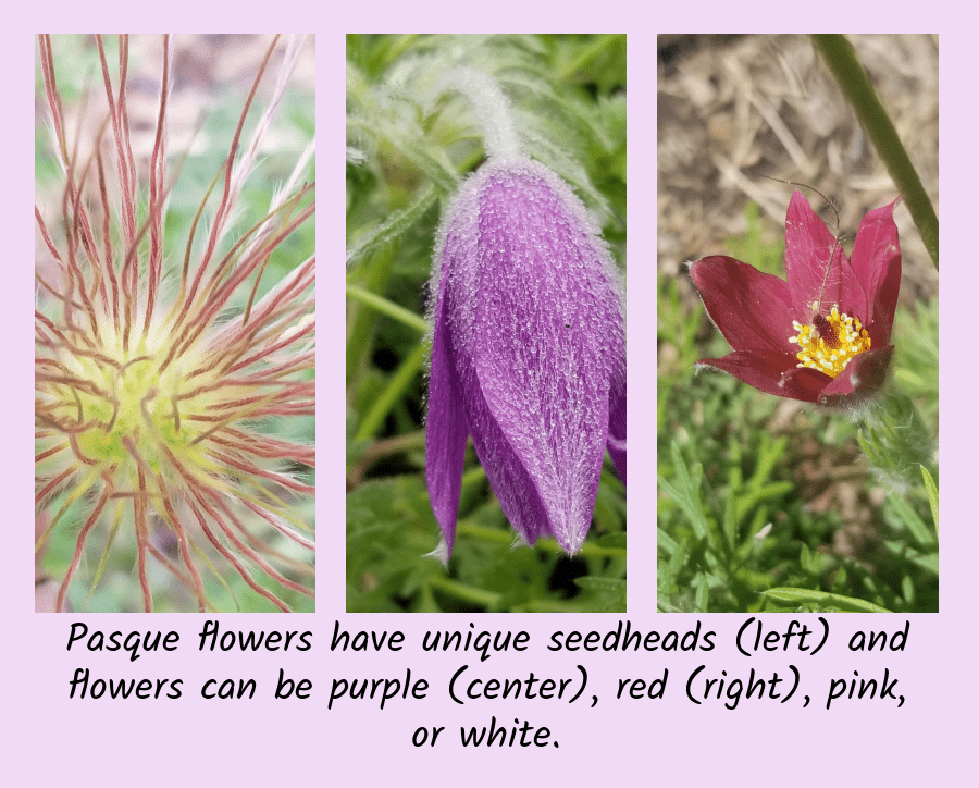 pasque flower attributes