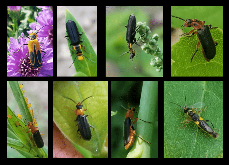 soldier beetles