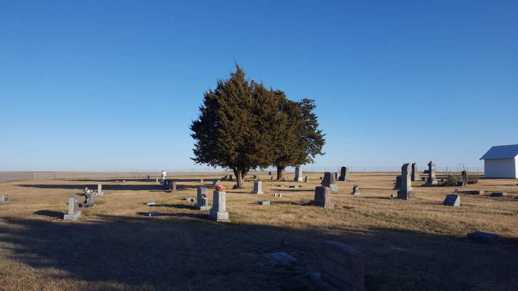 eastern red cedar in a cemetery