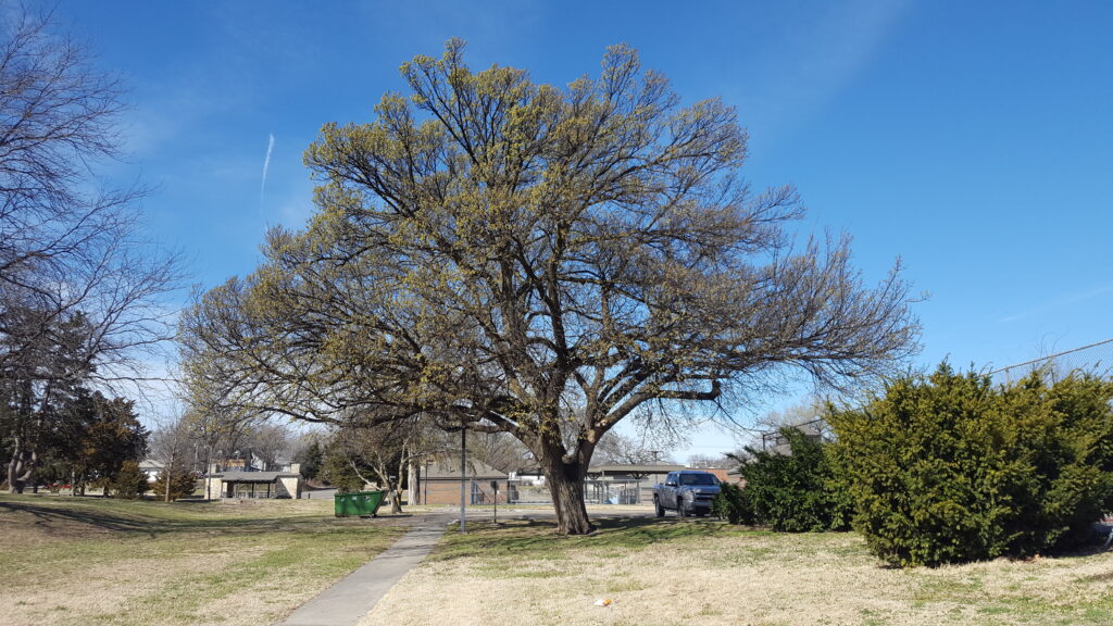American elm