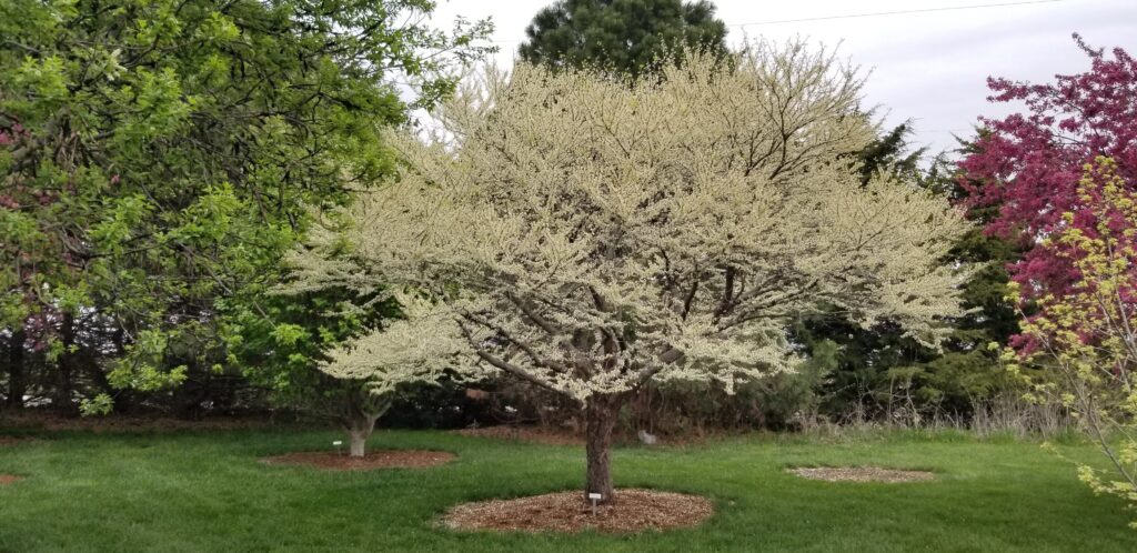 KS Miss America seedless whitebud